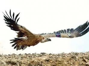 Akbaba Mossad ajanı değilmiş
