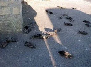 Bursa'ya ölü kuş yağdı
