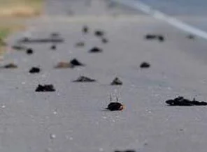 Dünyanın birçok ülkesinde ölü kuş yağıyor