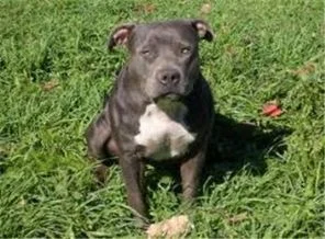 İncil yiyen köpeği idam etti!