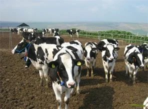 Kaçak getirilen bin 179 canlı hayvan ele geçirildi