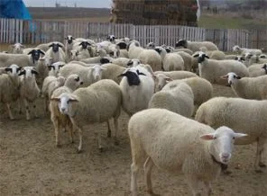 Kasapların gözü ithal damızlık koyunda