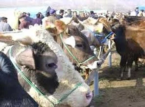 Kastamonu'da şap riski nedeniyle hayvan pazarları kapatıldı