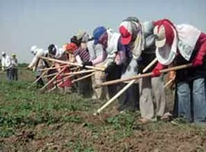 Mevsimlik işciler ama 365 gün tarladalar