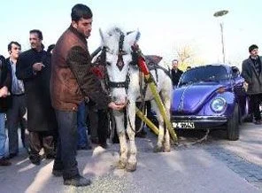 Otomobile at bağlayıp, sürdüler