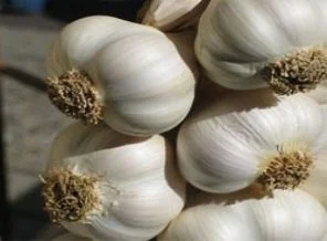 Sarımsağın önlenemez yükselişi