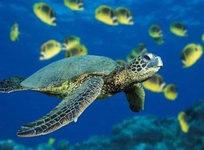 Caretta carettaların 'sırrı' çözüldü
