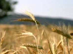 DB: Gıda fiyatı küresel güvenlik konusu