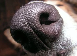 Köpekler insanın kalp sağlığını da kokluyor