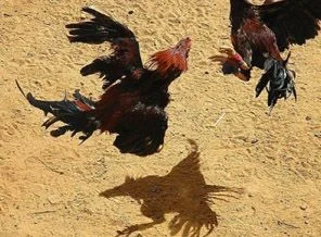 Trabzon'da ''Çil Horoz'' operasyonu