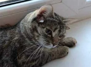 5 kulaklı kedi görenleri şaşırtıyor