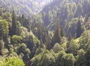Akyazı'da bal ormanı oluşturulacak