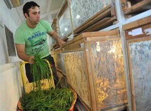 Antalya'dan dünyaya çekirge satıyor