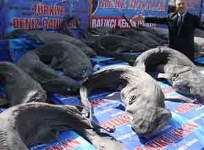 Köpek balıklarını mumyalayıp sergilediler