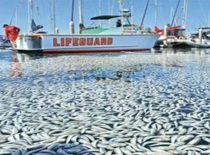 Los Angeles'ta milyonlarca ölü balık