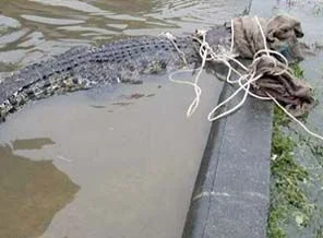 Tayland sokaklarında timsah yakalandı