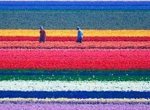 Hollanda Lale Devrini yaşıyor