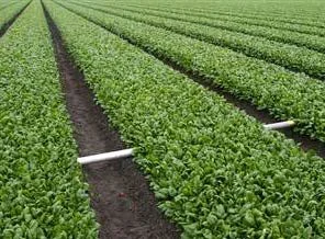 Ispanaklarda radyasyon tehdidi