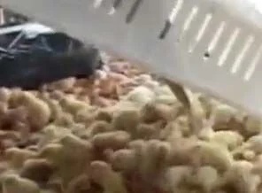 İşte vahşetin geldiği nokta (+18)