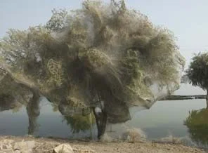 Pakistan'da sel felaketinden artakalanlar