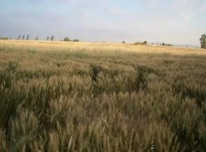 Sudanlılar tarımda Türk müteşebbisleri bekliyor