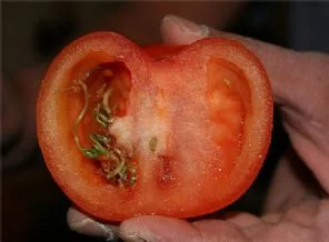Türk domatesinde Hepatit şüphesi