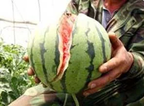 Patlayan karpuzların sırrı
