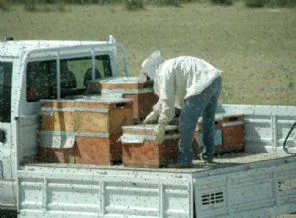 Arı kovanı yüklü kamyon devrildi