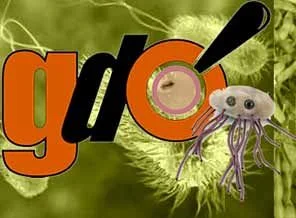 E-Coli'nin nedeni GDO mu?