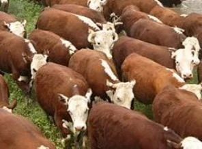 10 bin 500 ton kasaplık sığır ithal edilecek