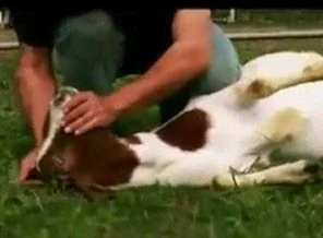 Besmele'ye boyun eğen canlar