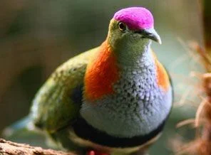 Bitki ve hayvanlardan büyüleyici kareler