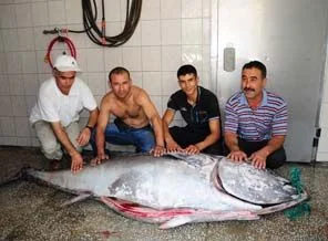 Fethiye'de dev orkinos şaşırttı