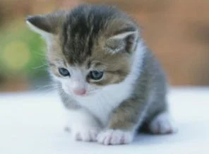 Kedi parazitine dikkat!