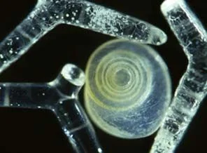 Onların bu haline hayran kalacaksınız