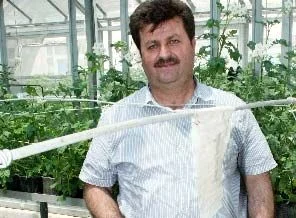 Patateste 86 tohumdan sadece 2'si yerli