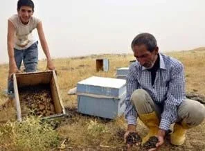 Siverek'te binlerce arı sıcaktan mı öldü?