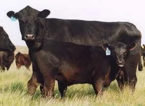 Türkiye'de 9 bin angus