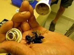 Yabancılar talan ediyor, Türkiye seyrediyor