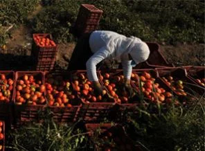 Bakan'dan üreticiye bayram müjdesi