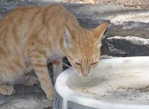 Bakanlıktan sokak hayvanlarına 40 bin su kabı