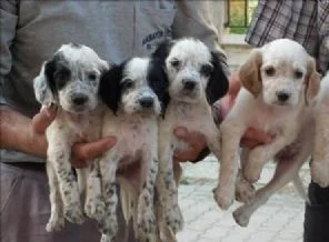 Dikkat! Bu köpekler lokantaya götürülüyor