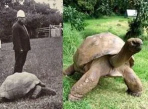 Dünyanın en yaşlı hayvanı 178 yaşında