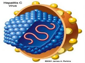 Hepatit C aşısında 'sahte virüs parçacıkları'