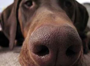 Köpekler kanserin kokusunu alıyor