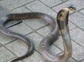 Pantolonunda 7 yılan ve 3 kaplumbağayla yakalandı