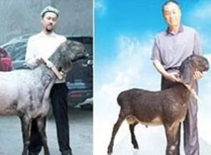 4 milyon liralık koyun
