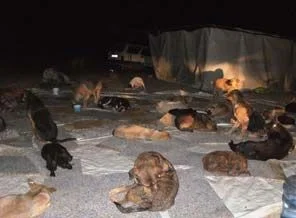 Bolluca ormanlarında köpek katliamı (video)