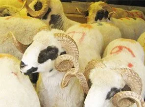 Kurban fiyatları belli oldu!..