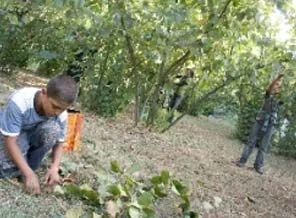Mevsimlik çocuk işçiler eğitimlerinden geri kalmayacak